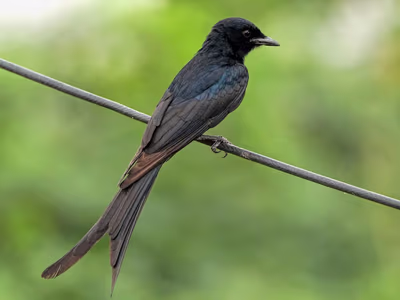 Black Drongo perched on branch showing characteristic forked tail