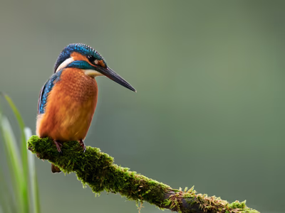 Common Kingfisher with brilliant blue and orange plumage perched near water