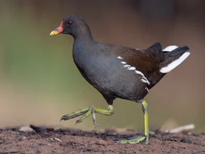Common Moorhen displaying characteristic red bill and dark plumage