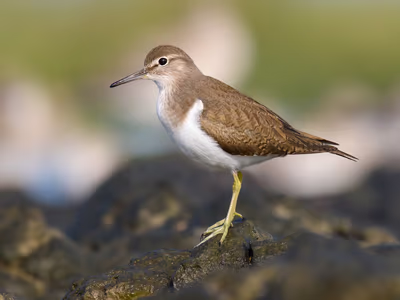 Common Sandpiper foraging along riverbank during winter migration