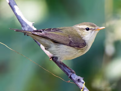 Greenish Warbler perched among winter foliage showing olive-green coloring