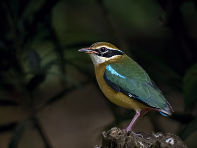Indian Pitta showing spectacular array of colors including green, blue and red