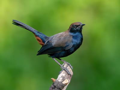 Indian Robin male with black plumage and distinctive white shoulder patch