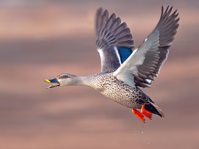 Indian Spot-billed Duck swimming with distinctive spotted bill visible