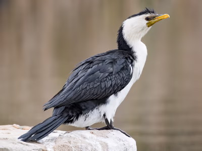 Little Cormorant swimming with characteristic low body posture in water