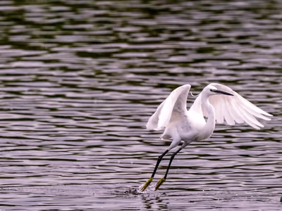 Little Egret wading in shallow water with elegant white plumage