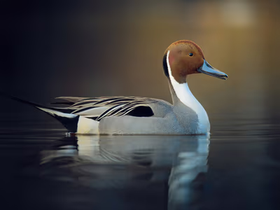 Northern Pintail duck showing elegant profile and distinctive markings