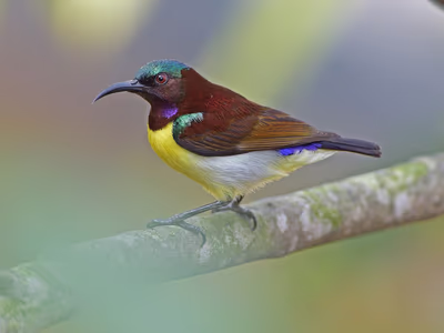 Purple-rumped Sunbird male with iridescent green and purple plumage