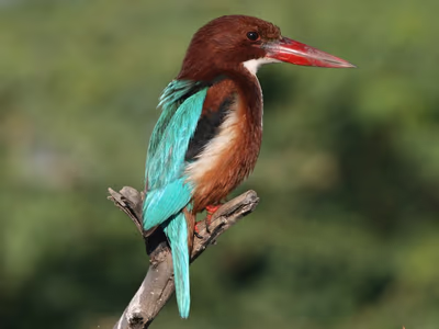 White-throated Kingfisher perched on branch with distinctive blue wings and white throat