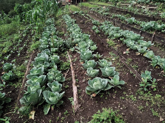 Organic vegetable farm at The Glen Woods