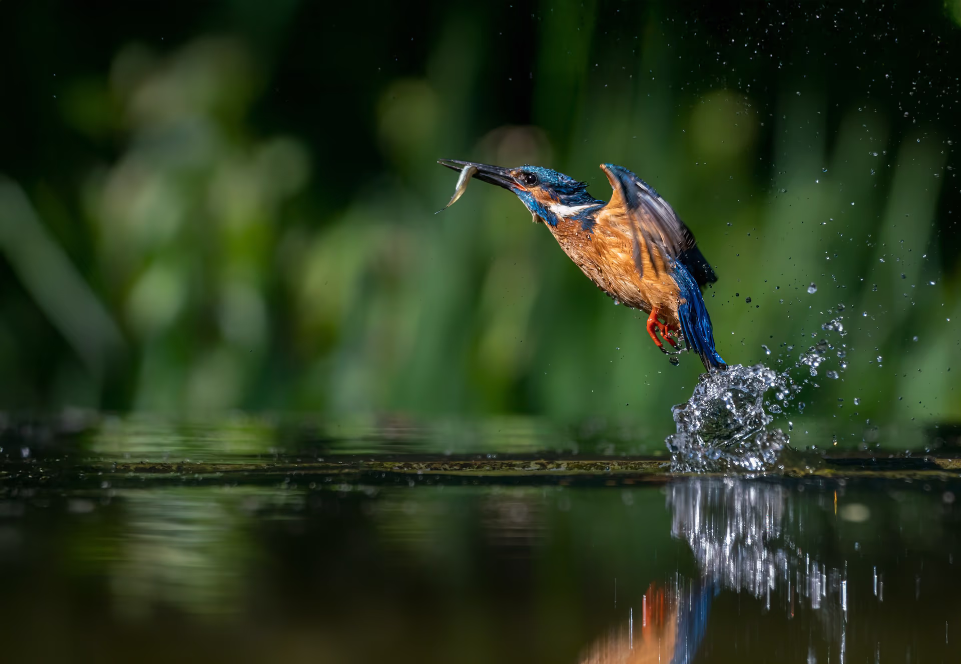 Bird watching experience in the Western Ghats with diverse species